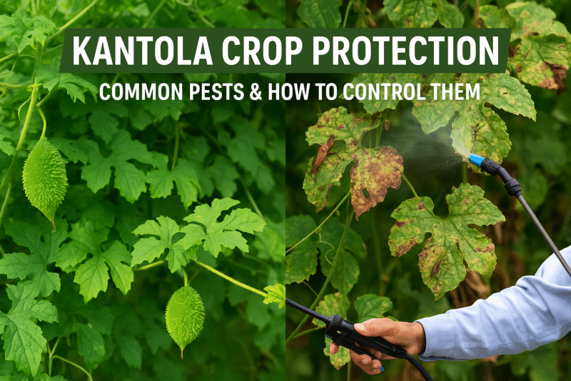 Disease and pest control in Kantola crop: Adopt these methods to control diseases and pests in Kantola crop 