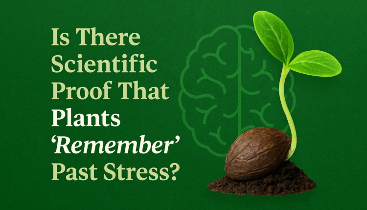 Seed Memory: Is There Scientific Proof That Plants ‘Remember’ Past Stress?