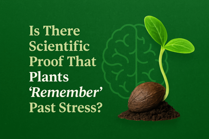 Seed Memory: Is There Scientific Proof That Plants ‘Remember’ Past Stress?