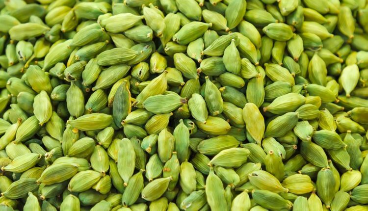 Large Cardamom Cultivation: Know how large cardamom cultivation is becoming a new source of income for farmers
