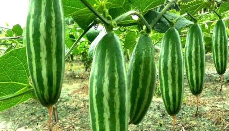 How to Grow Parwal (Pointed Gourd) in Monsoon