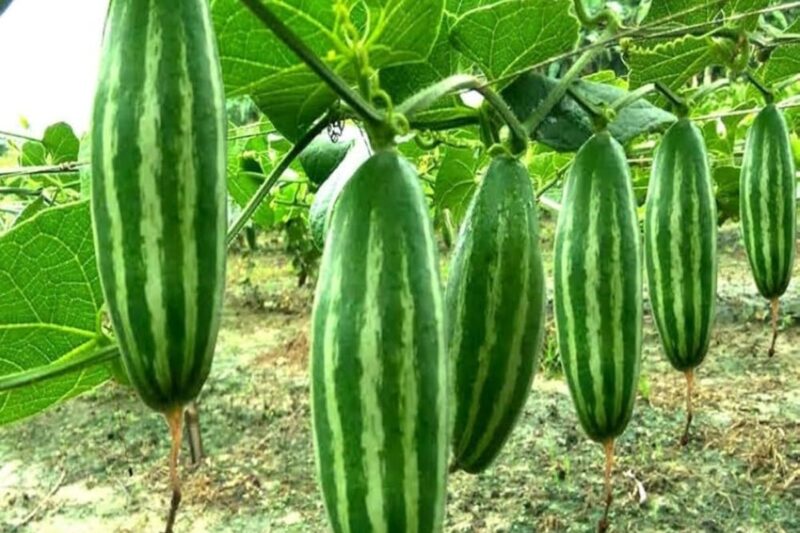 How to Grow Parwal (Pointed Gourd) in Monsoon