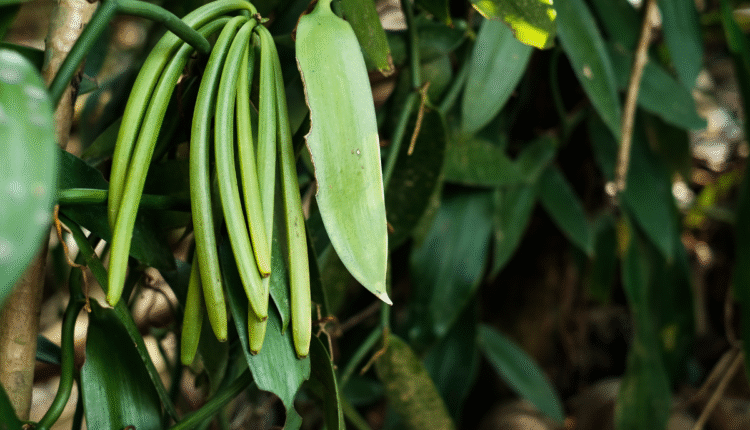 Vanilla Cultivation: Vanilla cultivation is beneficial for farmers, get bumper profit from one of the expensive crops