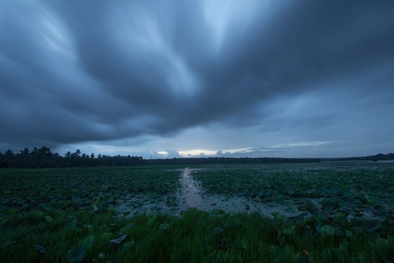 Rain-Ready: Top 6 Crops to Cultivate This Monsoon
