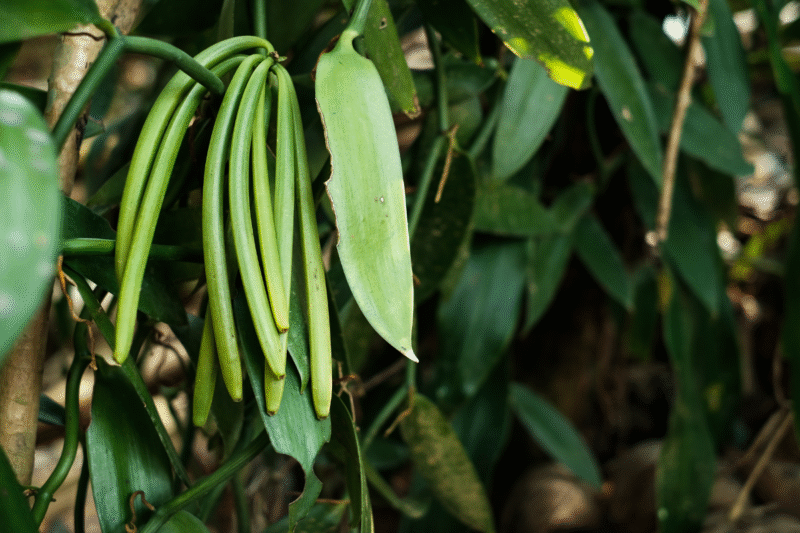 Vanilla Cultivation: Vanilla cultivation is beneficial for farmers, get bumper profit from one of the expensive crops