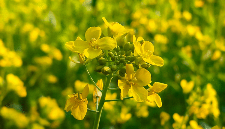 Mustard Variety: How to choose the most suitable mustard variety for your farm?