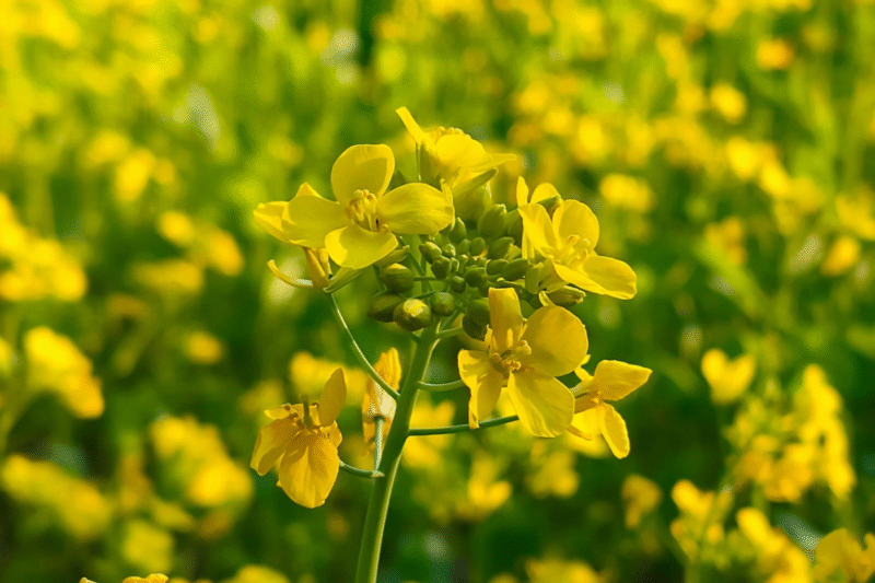 Mustard Variety: How to choose the most suitable mustard variety for your farm?