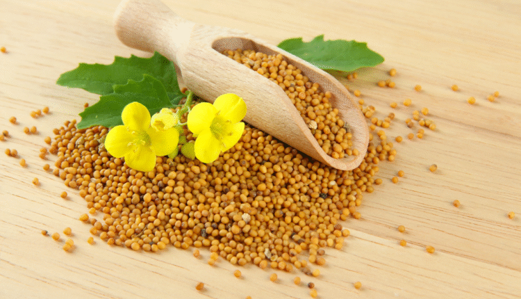 Mustard Seed: How to do initial management with mustard seeds for better germination?