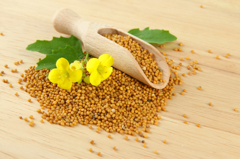 Mustard Seed: How to do initial management with mustard seeds for better germination?