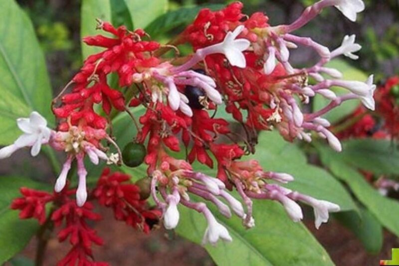 Sarpagandha Ki Kheti: How to grow Sarpagandha? Know the complete method of cultivation and the math of earning