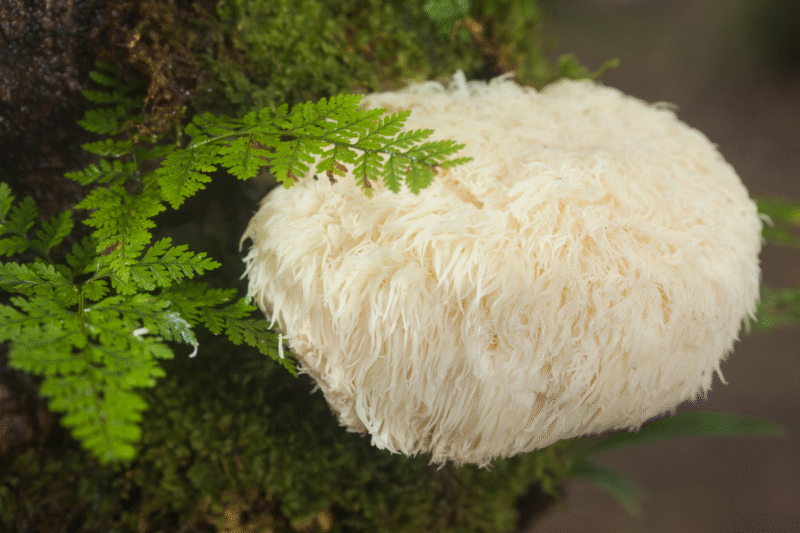 Snow Mushroom: Snow mushroom is rich in many types of nutrients and hydrating properties, cultivation beneficial for farmers