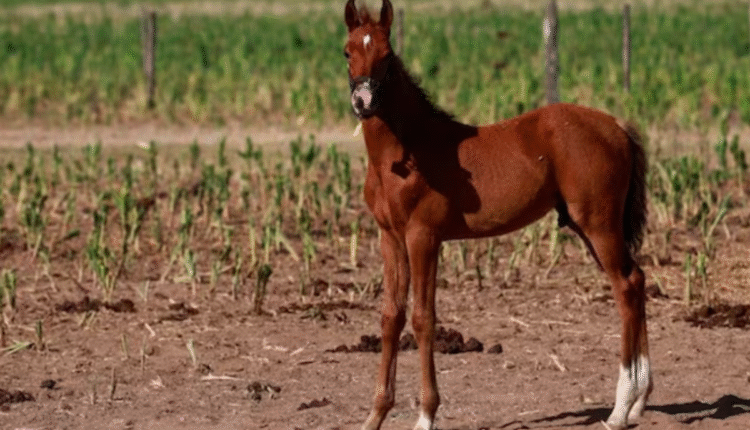 World's First Genetically Modified Horses: The world's first genetically modified horses that can beat Polo Purezza