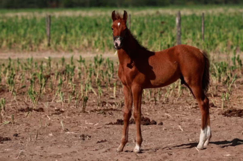 World's First Genetically Modified Horses: The world's first genetically modified horses that can beat Polo Purezza