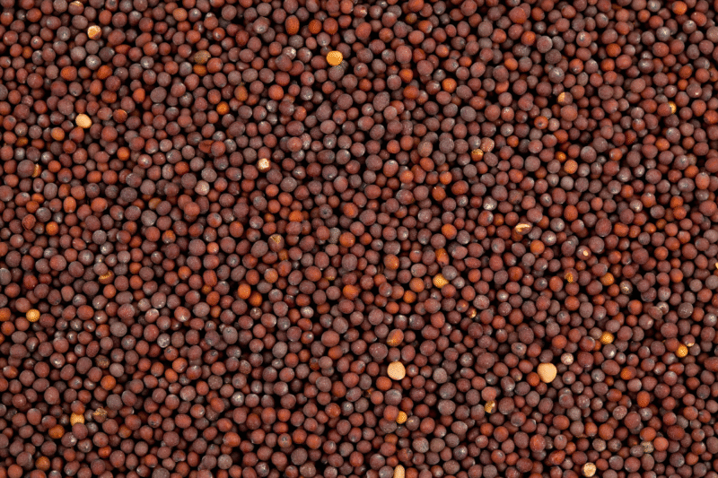 Mustard Seed: How to do initial management with mustard seeds for better germination?