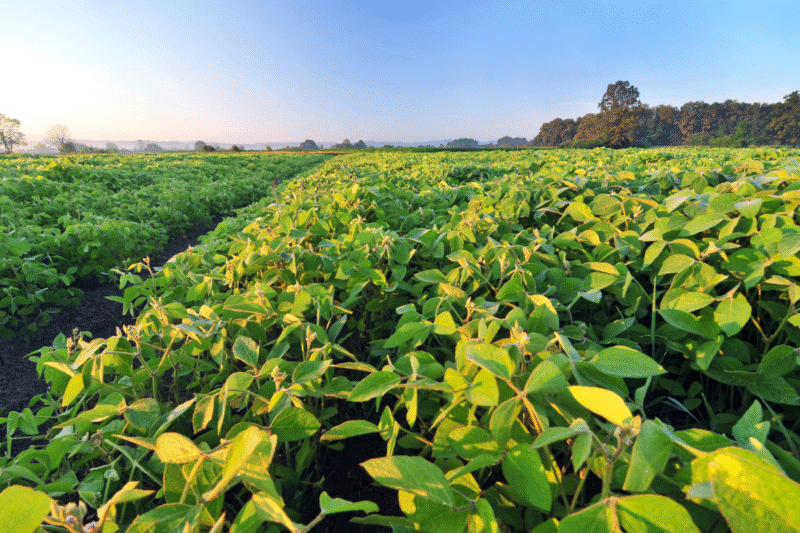 Know How to Grow and Manage a Successful Bean Farming