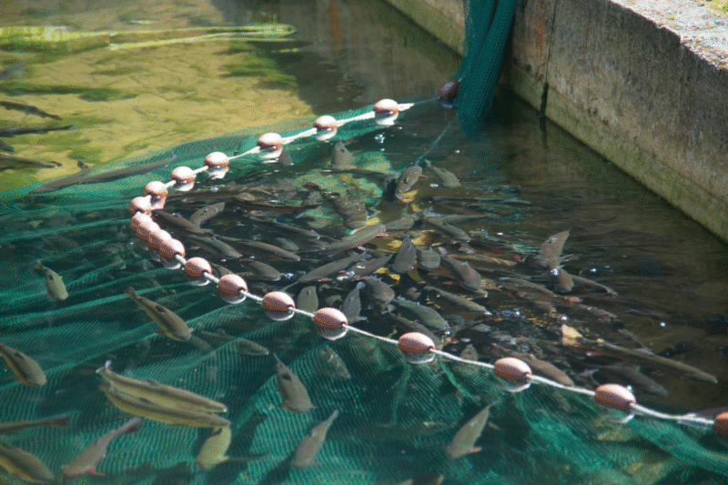 Fish Farming: Hema Dangwal became the new hope of fish farming in the mountains, an example of self-reliance