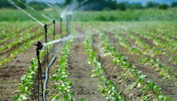 Underground Farming: How Subsurface Drip Irrigation is Rewriting Water Use Norms