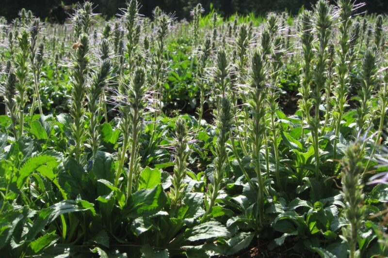 Cultivation of Kutki: How to cultivate Kutki which gives more profit at low cost?