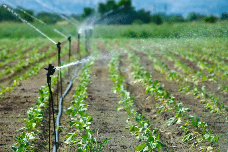 Underground Farming: How Subsurface Drip Irrigation is Rewriting Water Use Norms