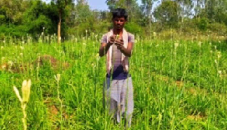 What Happens When a Karnataka Farmer Trades Vegetables for Floriculture? This