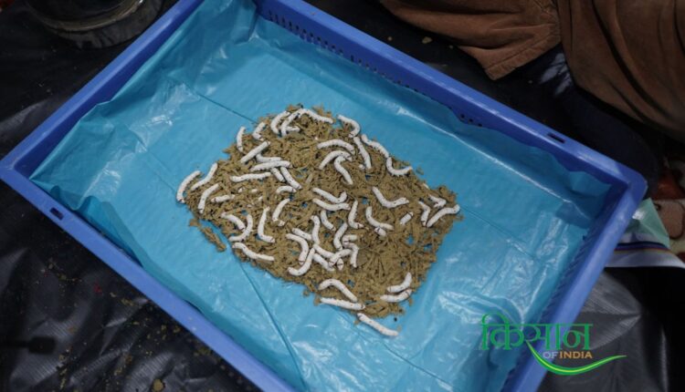 Dozens of silkworms feeding on a nano-based artificial diet. Photo: Muzammil Mattoo
