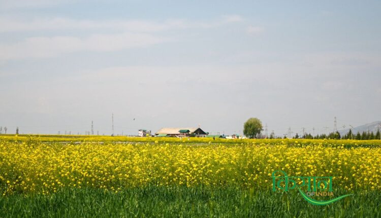 The sprawling mustard fields have turned Kashmir into a picturesque landscape.