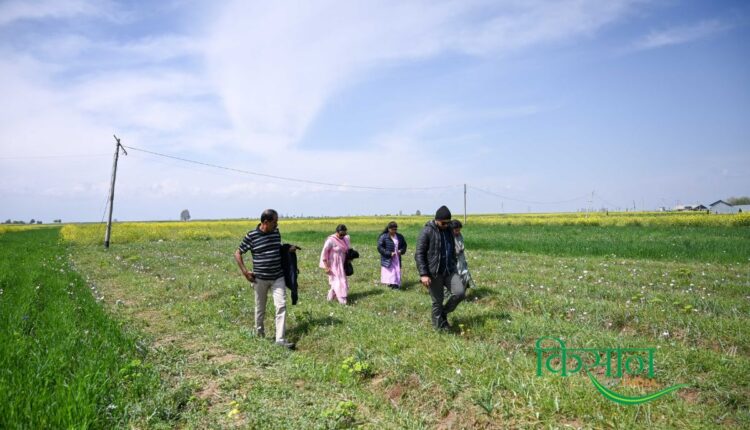 Tourists flock to these mustard fields to take photographs and enjoy the scenic beauty.