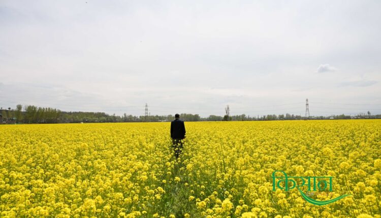 This year, Kashmir has witnessed a major increase in oilseed production