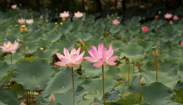 Lotus stem