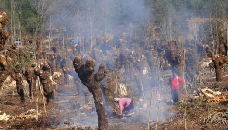 Traditional Alder-Based Farming in Nagaland Is Reviving Interest in Agroforestry