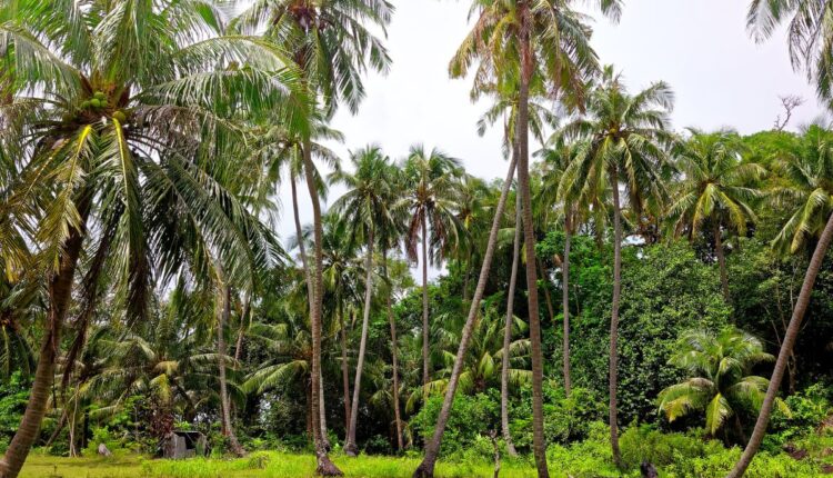 Coconut Farmers in Karnataka Are Facing Longer Dry Spells Between Rainfall Events