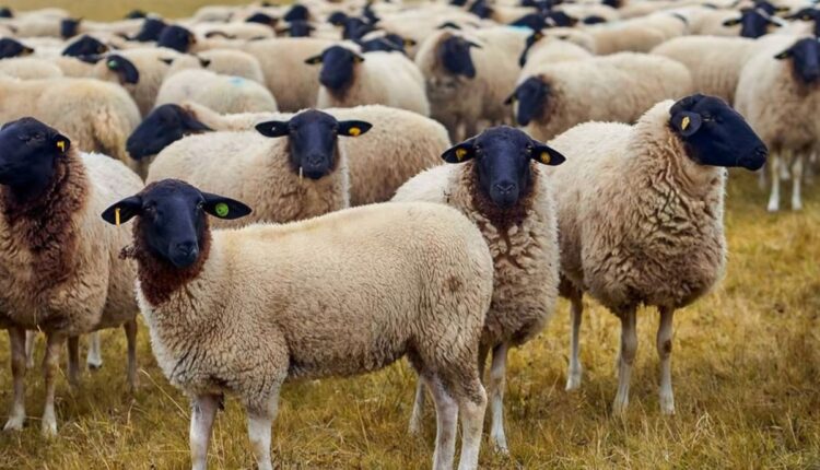 Norway’s Robotic Sheep Collars Are Changing Mountain Grazing Systems