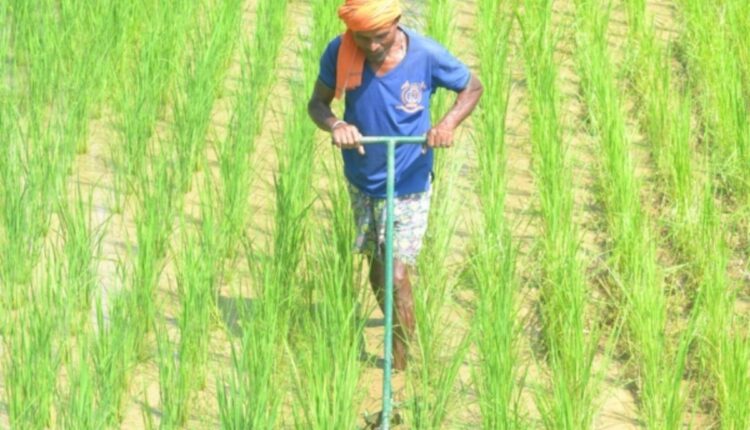Koraput’s Traditional Mixed Cropping System Is Helping Farmers Reduce Risk