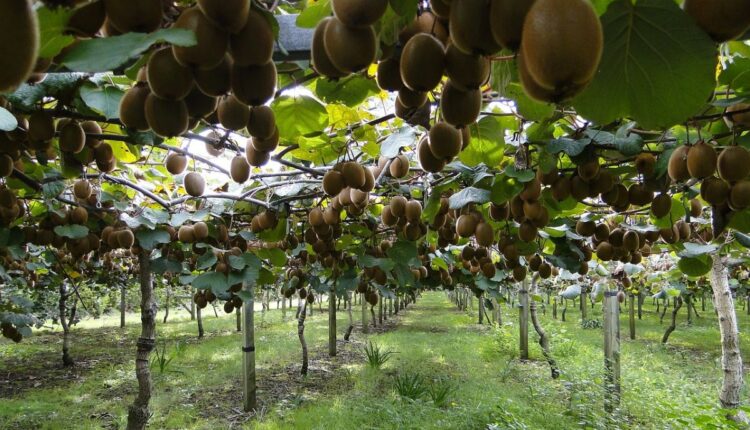 A Young Farmer in Nagaland Built a Profitable Kiwi Farming Business in the Hills