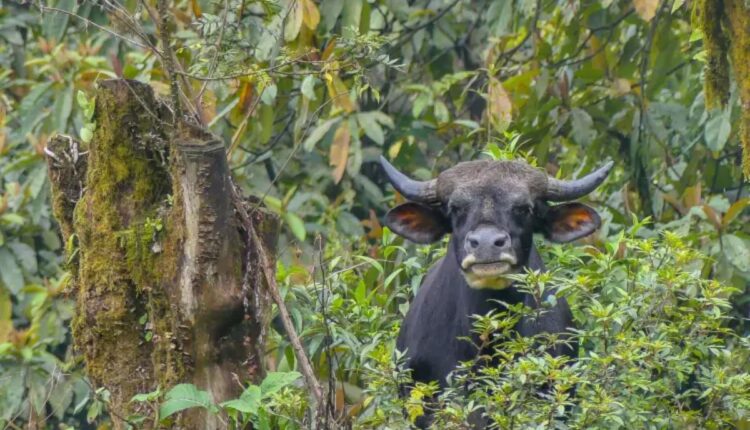 Mithun Farming Is Strengthening Tribal Livelihoods Across Northeast India