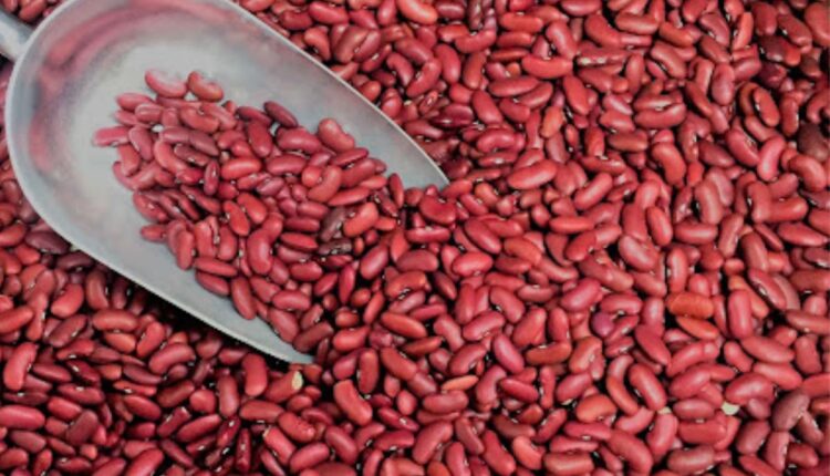 Rajmash From Bhaderwah Is Emerging as One of India’s Most Distinct Mountain Crops