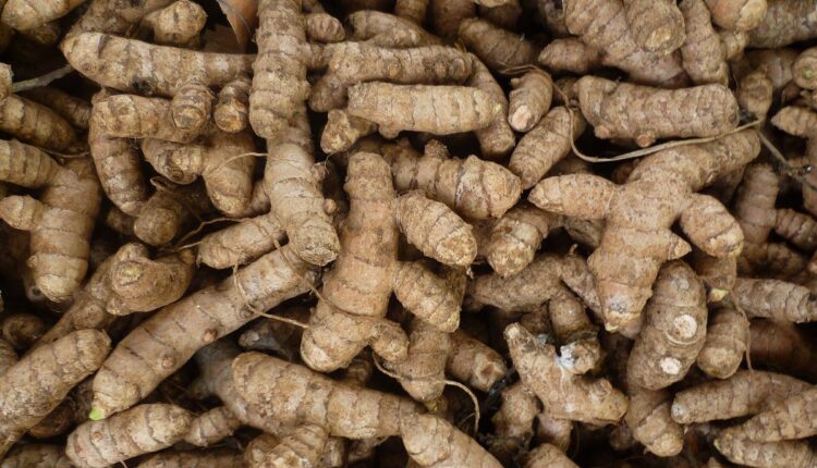Lakadong Turmeric From Meghalaya Is Building a Premium Spice Economy