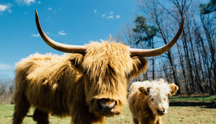 Yak Farming Is Sustaining High-Altitude Livelihoods in Arunachal Pradesh