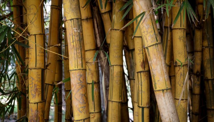 Bamboo Shoot Processing Is Creating New Rural Enterprises in Tripura