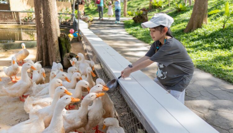 Japan’s Duck Farming Method Is Inspiring Natural Paddy Experiments in Asia