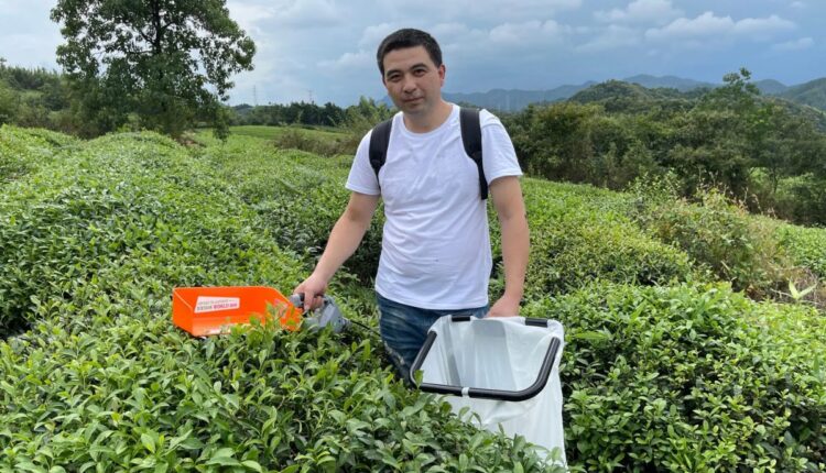 Battery-Powered Tea Harvesters Are Changing Small Tea Gardens in Assam