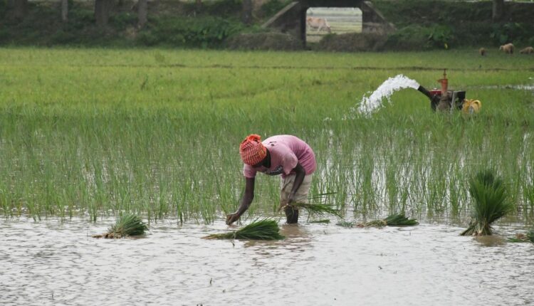 Apatani Farming System of Arunachal Pradesh Produces Rice and Fish Without Machines