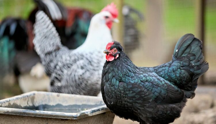 Kadaknath Chicken Farming