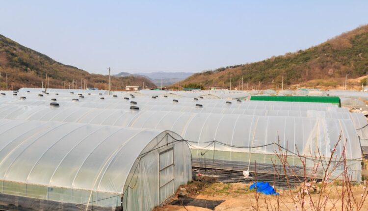 South Korea’s Smart Greenhouse Villages Are Becoming a Model for Future Farming