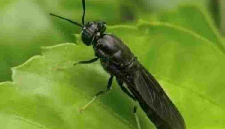 Black Soldier Fly Farming Is Emerging as a New Feed Economy in India