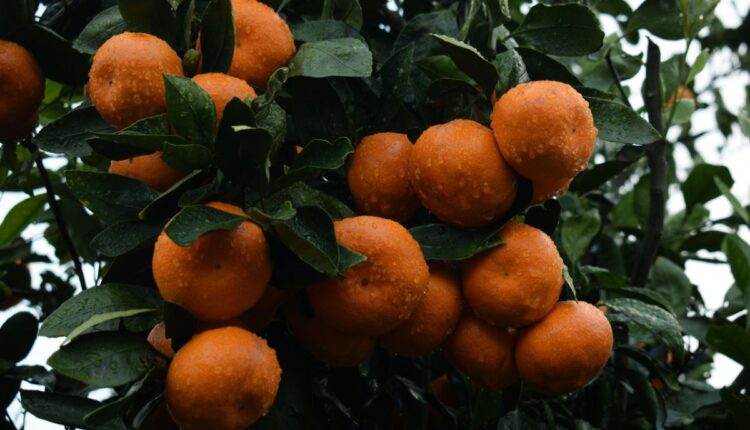 Maharashtra’s Orange Growers Are Struggling With Rising Night Temperatures