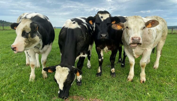Silent Collapse of India’s Indigenous Cattle Breeds Is Reshaping Rural Agriculture