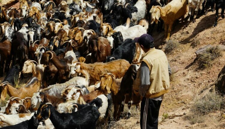 How India’s Shrinking Grazing Lands Are Pushing Pastoral Communities Toward Crisis