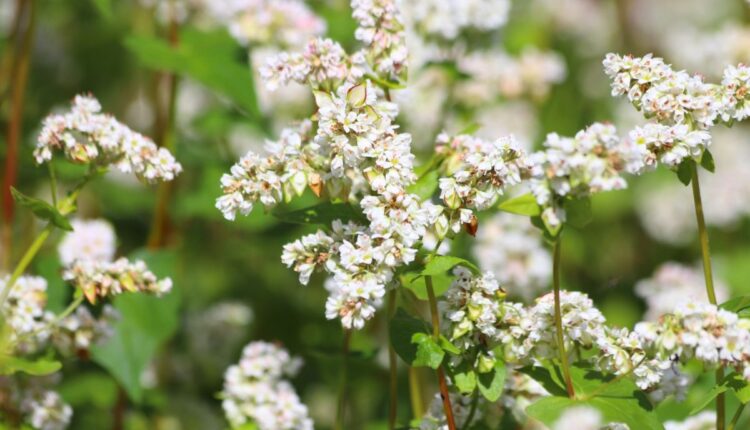 Sikkim’s Buckwheat Revival Is Bringing Traditional Mountain Farming Back Into Focus