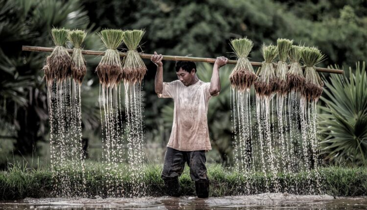 Nagaland’s Zabo Rice Farming System Still Survives in Mountain Villages